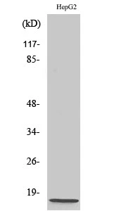WB analysis of HepG2 cell lysate using GTX34093 NDUFA4 antibody.