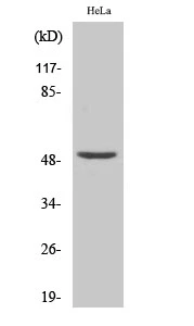WB analysis of HeLa cell lysate using GTX34100 NFYC antibody. WB analysis of HeLa cell lysate using GTX34100 NFYC antibody.