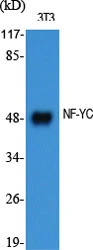WB analysis of 3T3 cell lysate using GTX34100 NFYC antibody.