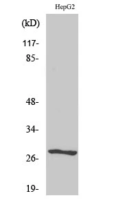 Western Blot (WB) analysis of specific cells using NPDC-1 Polyclonal Antibody.