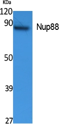 WB analysis of K562 cell lysate using GTX34104 NUP88 antibody. WB analysis of K562 cell lysate using GTX34104 NUP88 antibody.