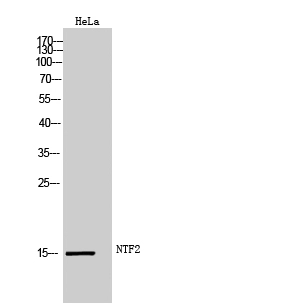 WB analysis of HeLa cell lysate using GTX34105 NTF2 antibody.