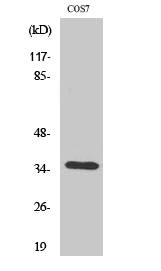 Western Blot (WB) analysis of specific cells using Olfactory receptor 52E1 Polyclonal Antibody.