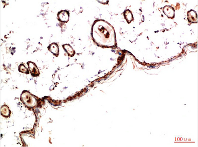 IHC-P analysis of rat skin tissue using GTX34118 PDGF Receptor alpha antibody [4G11]. Dilution : 1:200