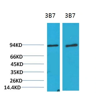 WB analysis of (1) 3T3, (2) rat liver tissue lysates using GTX34122 PI3 kinase p85 alpha antibody [3B7]. Dilution : 1:2000