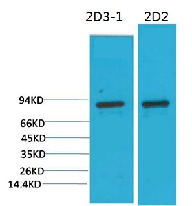 WB analysis of (1) 3T3, (2) rat liver tissue lysates using GTX34123 PI3 kinase p85 alpha antibody [2D2]. Dilution : 1:2000