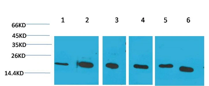 WB analysis of (1) HeLa, (2)Jurkat, (3)293T, (4)rat liver tissue, (5) 3T3, (6) HepG2 lysates using GTX34136 Cyclophilin B antibody [1B3]. Dilution : 1:2000