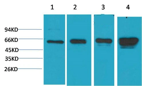 WB analysis of (1) HeLa, (2) 293T, (3)3T3, (4) PC12 lysates using GTX34141 AMPK alpha 1 antibody [5G11]. Dilution : 1:2000