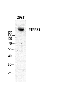 Western Blot (WB) analysis of A549 cells using PTPzeta Polyclonal Antibody.