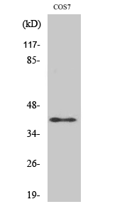 Western Blot (WB) analysis of specific cells using Rad51C Polyclonal Antibody.