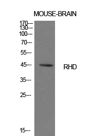 WB analysis of mouse brain cell lysate using GTX34162 RhD antibody.