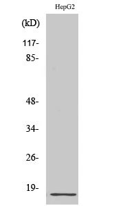 WB analysis of HepG2 cell lysate using GTX34174 RPL34 antibody.