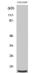 WB analysis of COLO205 cell lysate using GTX34176 RPL39 antibody.