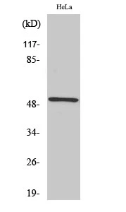 WB analysis of HeLa cell lysate using GTX34184 RSAD1 antibody. WB analysis of HeLa cell lysate using GTX34184 RSAD1 antibody.