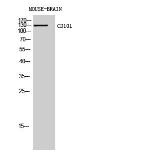 WB analysis of mouse brain cell lysate using GTX34203 CD101 antibody. WB analysis of mouse brain cell lysate using GTX34203 CD101 antibody.