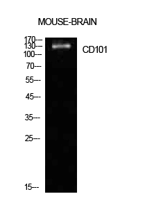 WB analysis of mouse brain cell lysate using GTX34203 CD101 antibody.