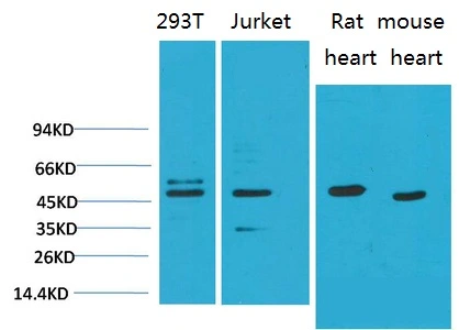 WB analysis of (1) 293T, (2)Jurkat, (3)rat heart tissue, (4)mouse heart tissue lysates using GTX34208 SMAD3 antibody [8B5]. Dilution : 1:2000