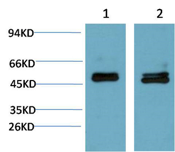 WB analysis of (1) mouse brain tissue lysate, (2) rat brain tissue lysates using GTX34210 SMAD3 antibody [4C9]. Dilution : 1:2000