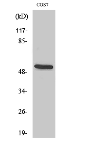 WB analysis of COS7 cell lysate using GTX34212 CD2BP2 antibody.
