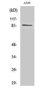 WB analysis of A549 cell lysate using GTX34240 Cadherin 7 antibody. WB analysis of A549 cell lysate using GTX34240 Cadherin 7 antibody.