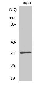 WB analysis of HepG2 cell lysate using GTX34259 CDKL4 antibody. WB analysis of HepG2 cell lysate using GTX34259 CDKL4 antibody.