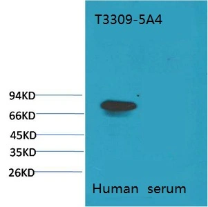 WB analysis of human serum lysate using GTX34262 Transferrin antibody [5A4]. <br>Dilution : 1:2000