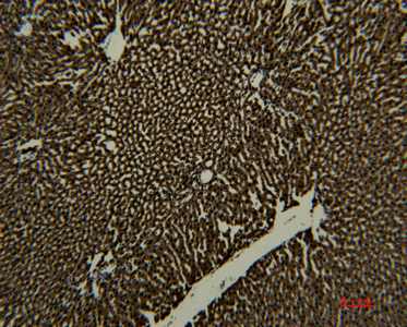IHC-P analysis of rat liver tissue using GTX34268 Transferrin antibody [7H11]. Dilution : 1:50