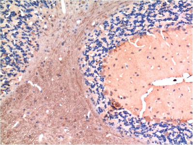 Immunohistochemistry (IHC) analysis of paraffin-embedded Mouse Liver Tissue using Caspase-3 Mouse Monoclonal Antibody diluted at 1:200.