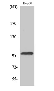 Western Blot (WB) analysis of specific cells using Topo IIIbeta-1 Polyclonal Antibody.