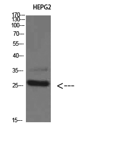 WB analysis of HepG2 cell lysate using GTX34280 TPSD1 antibody. Dilution : 1:800