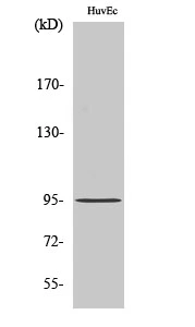 WB analysis of HuvEc cell lysate using GTX34282 CEP95 antibody. WB analysis of HuvEc cell lysate using GTX34282 CEP95 antibody.