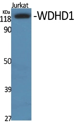 WB analysis of Jurkat cell lysate using GTX34296 WDHD1 antibody. WB analysis of Jurkat cell lysate using GTX34296 WDHD1 antibody.