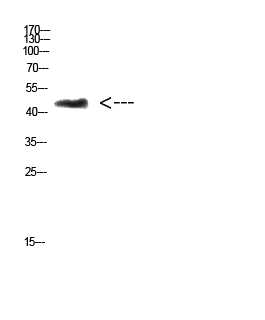 WB analysis of 3T3 cell lysate using GTX34298 CHID1 antibody. Dilution : 1:500 WB analysis of 3T3 cell lysate using GTX34298 CHID1 antibody. Dilution : 1:500