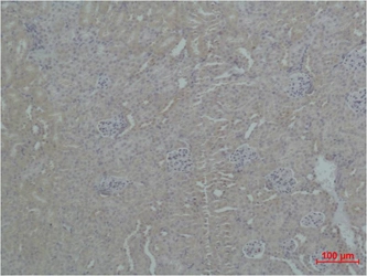 IHC-P analysis of mouse kidney tissue using GTX34302 ZNF499 antibody. IHC-P analysis of mouse kidney tissue using GTX34302 ZNF499 antibody.