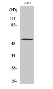 WB analysis of COS7 cell lysate using GTX34315 ZNF498 antibody. WB analysis of COS7 cell lysate using GTX34315 ZNF498 antibody.