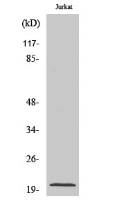 WB analysis of Jurkat cell lysate using GTX34326 COPZ1 antibody.