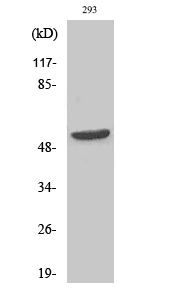 Western Blot (WB) analysis of specific cells using CPA5 Polyclonal Antibody.