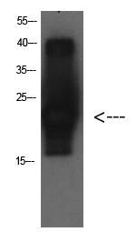 WB analysis of Cystatin C protein lysate using GTX34337 Cystatin C antibody [5F1]. Dilution : 1:1000
