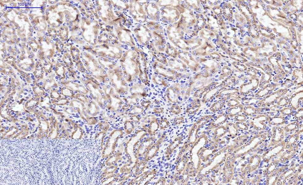 IHC-P analysis of mouse kidney tissue using GTX34345 Cytochrome C antibody [4B10]. Negative control (the lower left coner) was secondary antibody only. Antigen retrieval : Sodium citrate pH6.0 was used for antibody retrieval (>98oC, 20min) Dilution : 1:200
