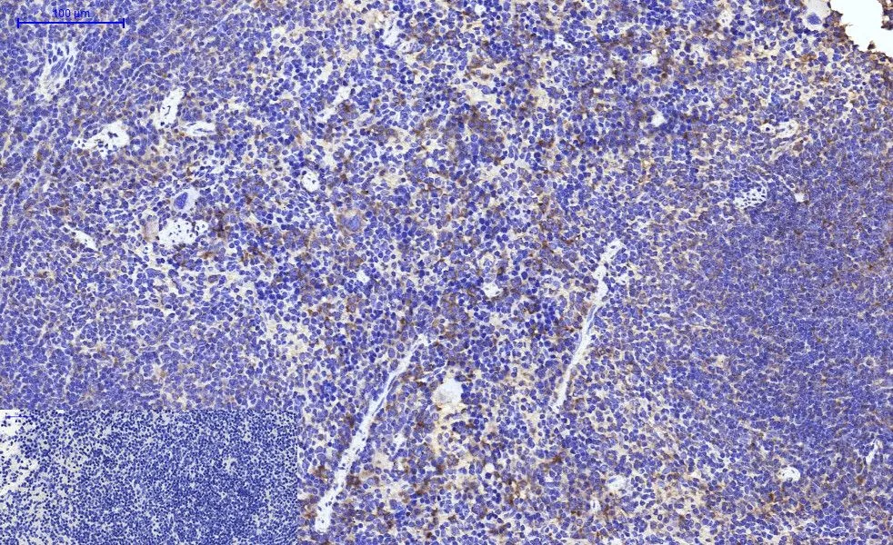 IHC-P analysis of mouse spleen tissue using GTX34345 Cytochrome C antibody [4B10]. Negative control (the lower left coner) was secondary antibody only. Antigen retrieval : Sodium citrate pH6.0 was used for antibody retrieval (>98oC, 20min) Dilution : 1:200