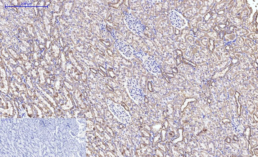 IHC-P analysis of rat kidney tissue using GTX34345 Cytochrome C antibody [4B10]. Negative control (the lower left coner) was secondary antibody only. Antigen retrieval : Sodium citrate pH6.0 was used for antibody retrieval (>98oC, 20min) Dilution : 1:200