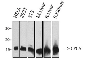 WB analysis of various sample lysates using GTX34345 Cytochrome C antibody [4B10]. Lane 1 : HeLa cell lysate Lane 2 : 293T cell lysate Lane 3 : 3T3 cell lysate Lane 4 : Mouse liver tissue lysate Lane 5 : Rat liver tissue lysate Lane 5 : Rat kidney tissue lysate