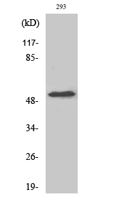 WB analysis of 293 cell lysate using GTX34347 CYP39A1 antibody. WB analysis of 293 cell lysate using GTX34347 CYP39A1 antibody.