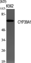WB analysis of K562 cell lysate using GTX34347 CYP39A1 antibody.