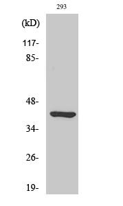 WB analysis of 293 cell lysate using GTX34369 ETNK2 antibody. WB analysis of 293 cell lysate using GTX34369 ETNK2 antibody.