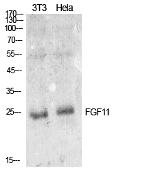 WB analysis of NIH-3T3 and HeLa cell lysates using GTX34375 FGF11 antibody. WB analysis of NIH-3T3 and HeLa cell lysates using GTX34375 FGF11 antibody.