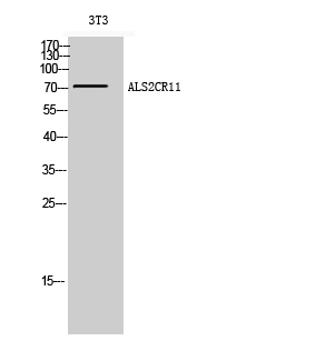 WB analysis of 3T3 cell lysate using GTX34378 ALS2CR11 antibody. WB analysis of 3T3 cell lysate using GTX34378 ALS2CR11 antibody.