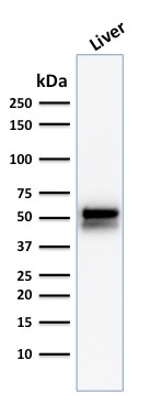 WB analysis of human liver tissue lysate using GTX34400 ALDH1A1 antibody [ALDH1A1/1381].