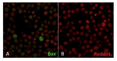 ICC/IF analysis of Jurkat cells using GTX34422 Bax antibody [2D2]. Green : Primary antibody Red : nucleus