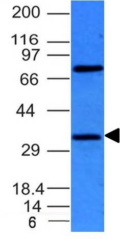 WB analysis of HepG2 cell lysate using GTX34423 BCL10 antibody [BL10/411].
